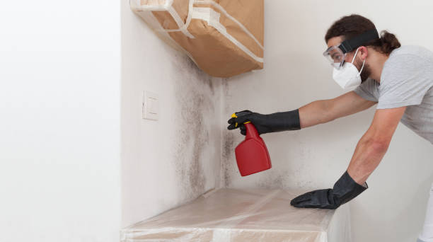 Professional Black Mold Remediation technician working in South Hamilton, MA