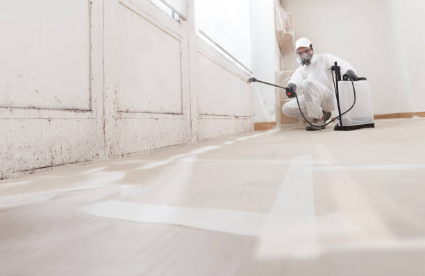 24/7 Emergency Black Mold Remediation experts in South Hamilton, MA