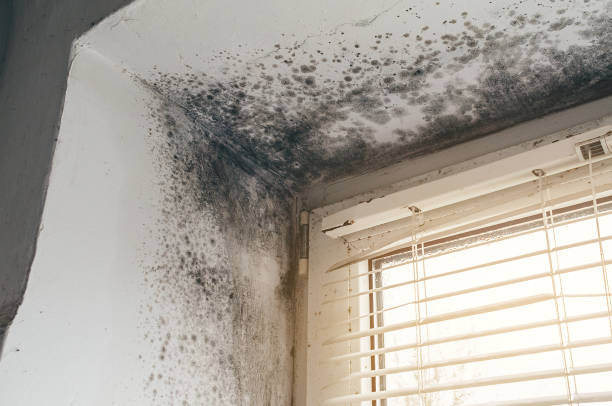 Affordable Black Mold Remediation solutions in South Hamilton, MA